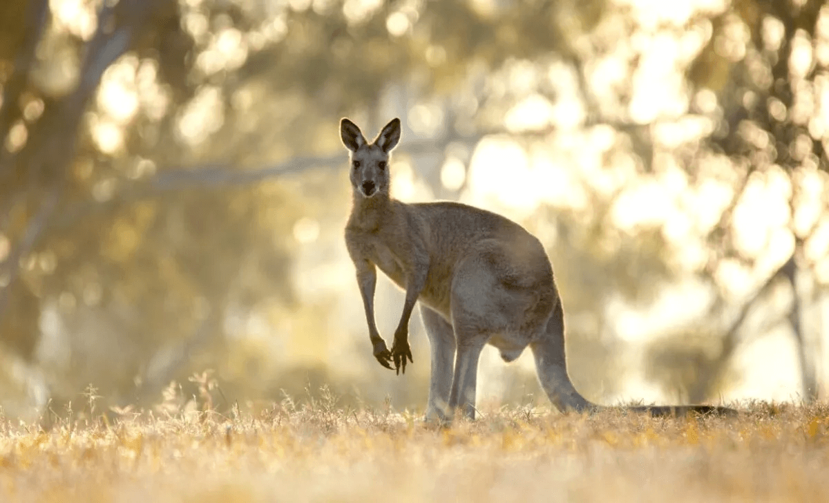 10 Weird Facts About Australian Animals For Kids