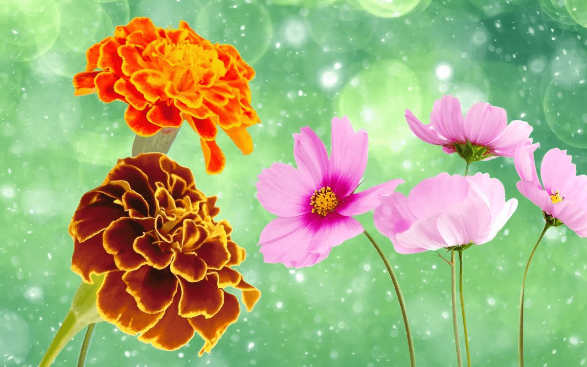 20 Facts About Marigolds & Cosmos, October’s Birth Flowers