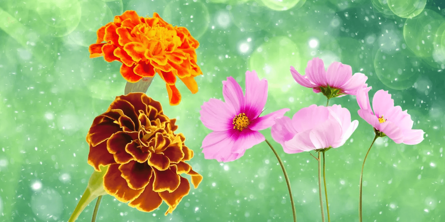 20 Facts About Marigolds & Cosmos, October’s Birth Flowers