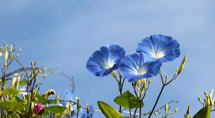 20 Facts About Asters & Morning Glories, September’s Birth Flowers